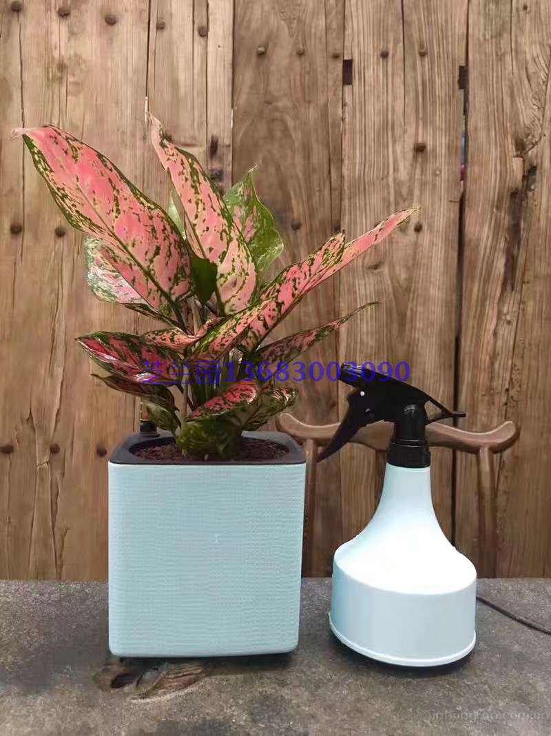 辦公桌擺放，如意